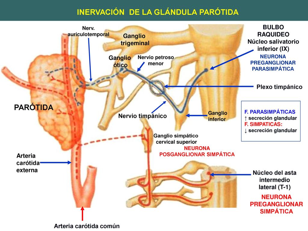Cervical nervio simpático